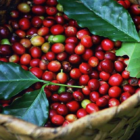 Arabica Coffee Exporters Uganda