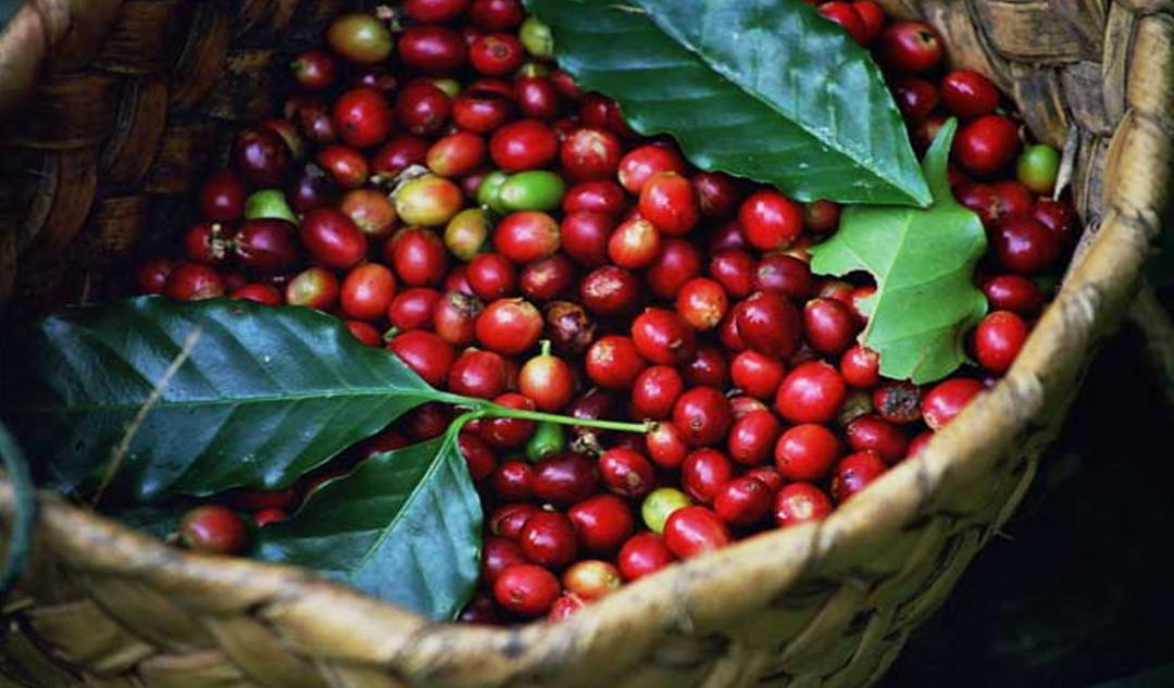 Arabica Coffee Exporters Uganda Arabica Coffee Exporters Uganda