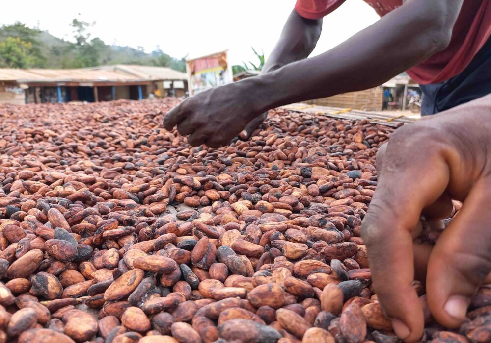 Cocoa-bean-Exporters-and-suppliers-Uganda