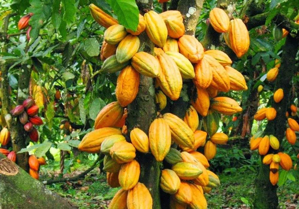 Cocoa-bean-Exporters-and-suppliers-Uganda