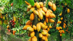 Buy cocoa beans in bulk Uganda, Kampala and East Africa.