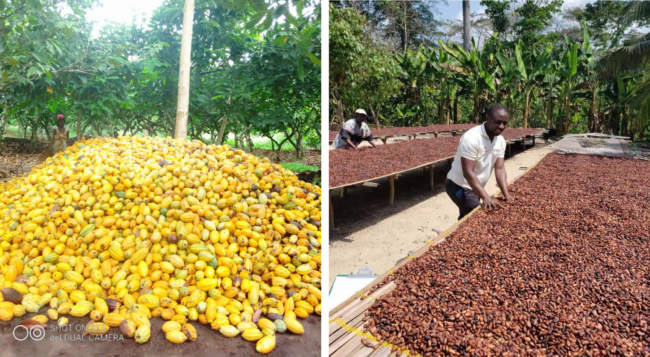 Cocoa-bean-Exporters-and-suppliers-Uganda