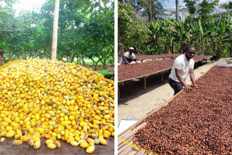 Cocoa-bean-Exporters-and-suppliers-Uganda