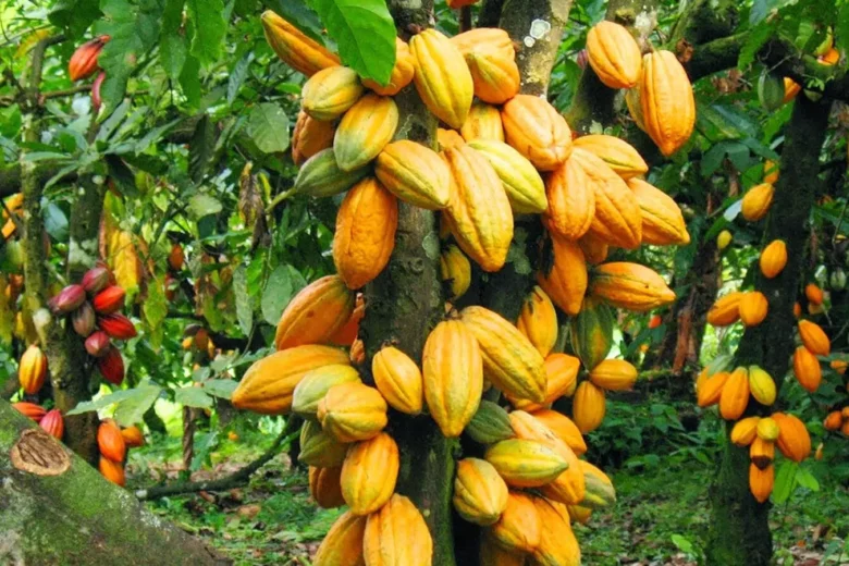 Cocoa bean Exporters and suppliers Uganda (1) Cocoa-bean-Exporters-and-suppliers-Uganda