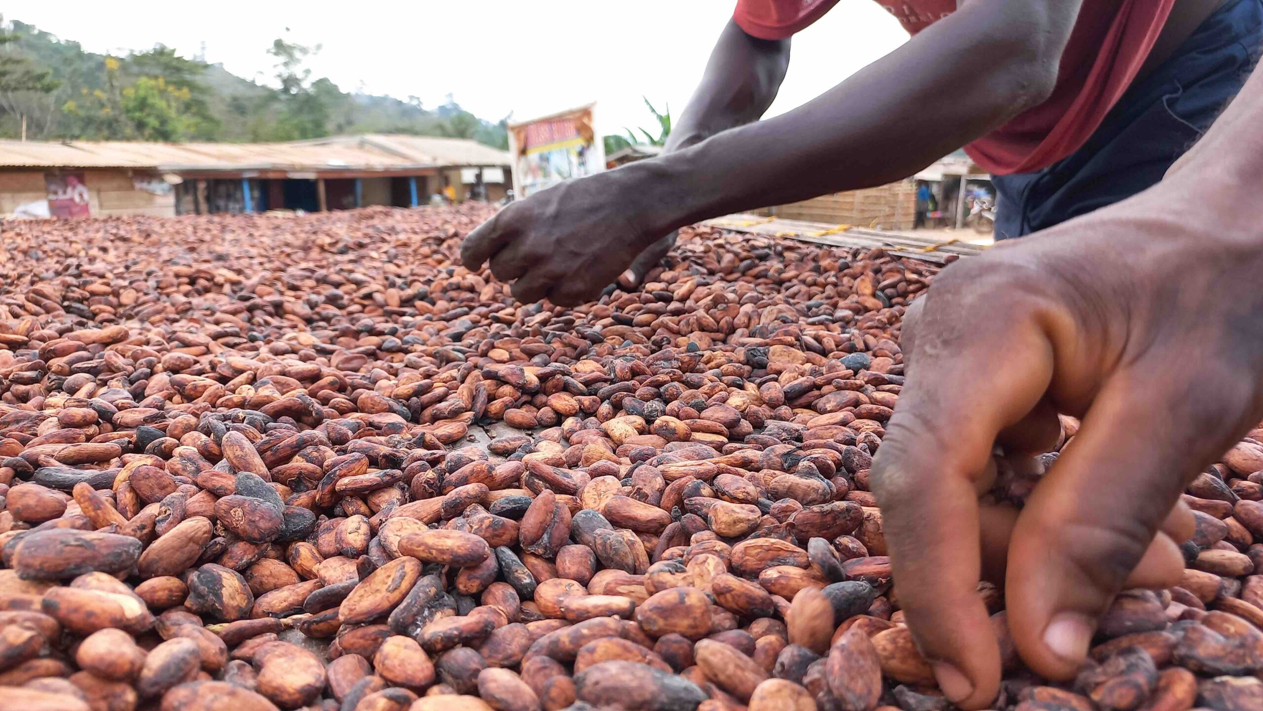 Cocoa bean Exporters and suppliers Uganda (1) Cocoa-bean-Exporters-and-suppliers-Uganda
