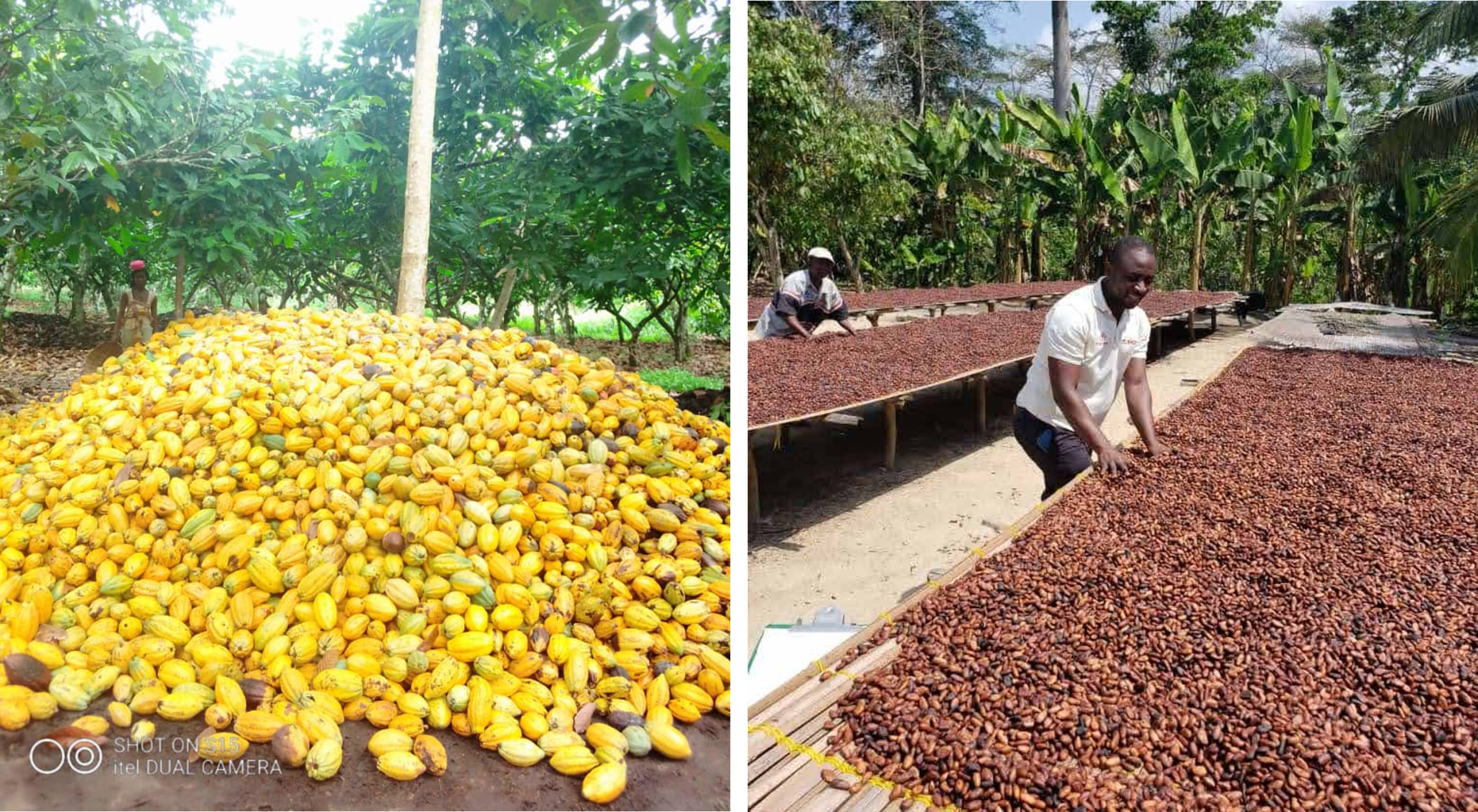 Cocoa bean Exporters and suppliers Uganda (1) Cocoa-bean-Exporters-and-suppliers-Uganda