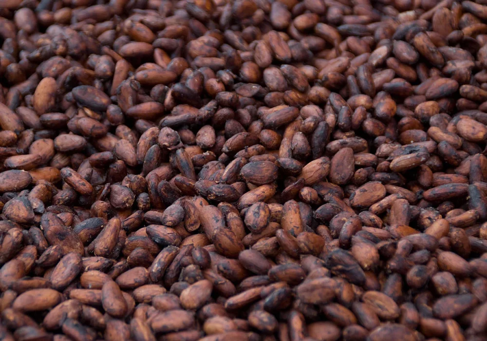 Cocoa-bean-Exporters-and-suppliers-Uganda