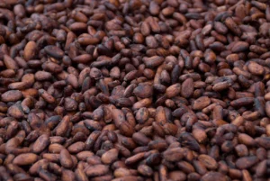 Cocoa export agents Uganda, Kampala and East Africa.