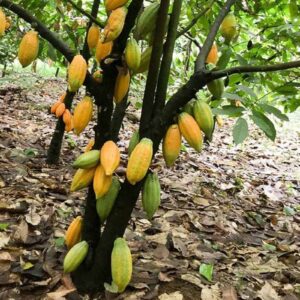  Dried cocoa beans Uganda, Kampala and East Africa.