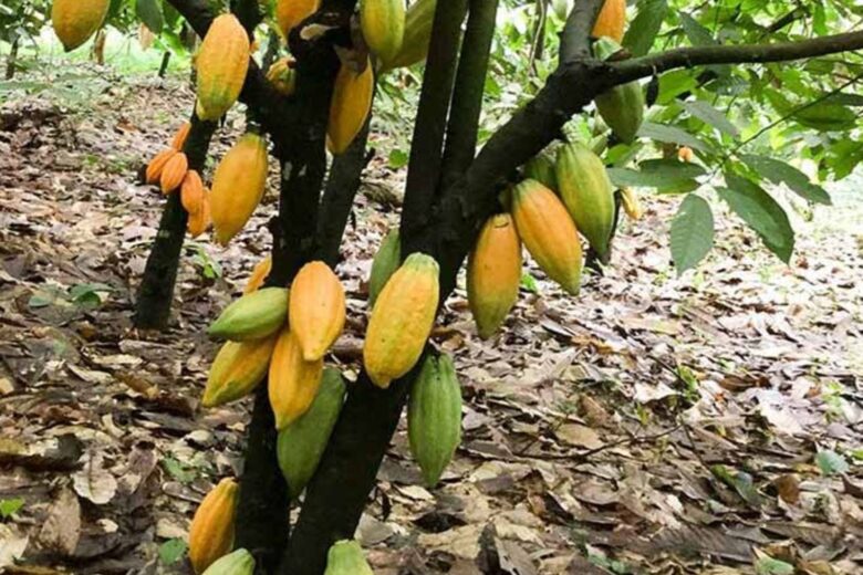 Cocoa production in Uganda Cocoa production in Uganda
