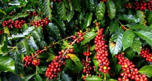 Organic Robusta coffee beans Uganda, Kampala, and East Africa.