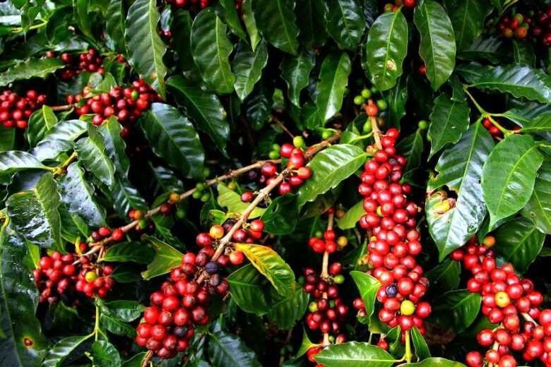 Coffee-Plantations-in-Kasese