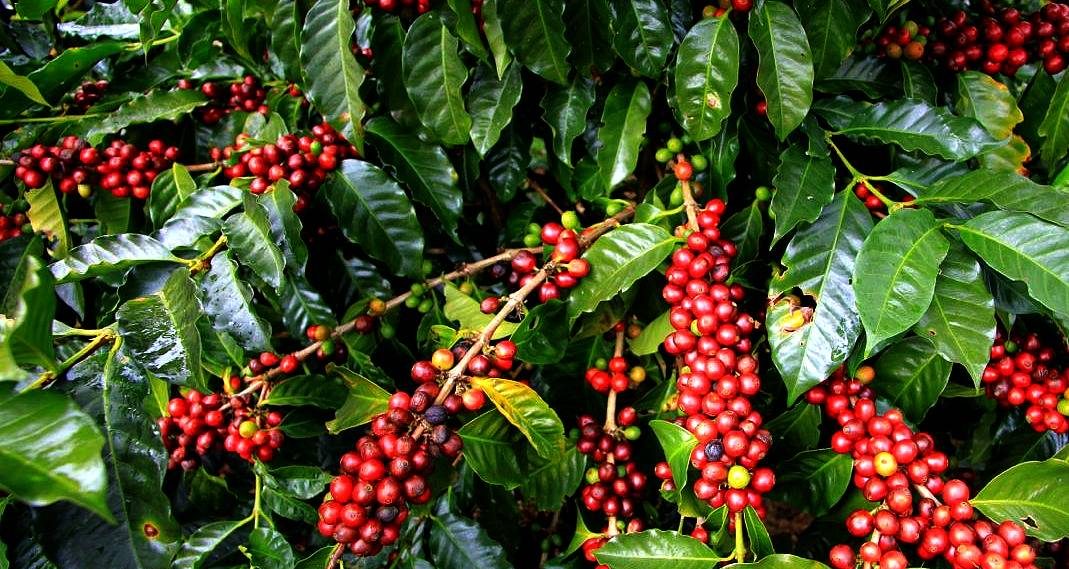 Coffee-Plantations-in-Kasese