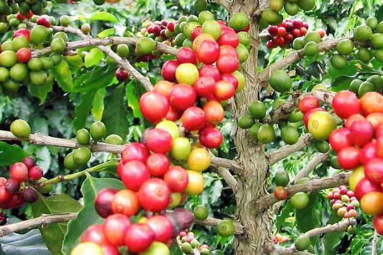 Coffee plantation in Kasese district Coffee plantation in Kasese district