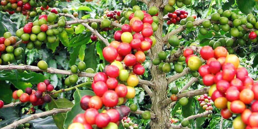 Coffee plantation in Kasese district Coffee plantation in Kasese district