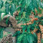 Robusta-coffee-beans-Uganda