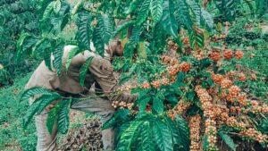  Robusta coffee beans from Rwenzori Mountains, Uganda, Kampala, and East Africa.