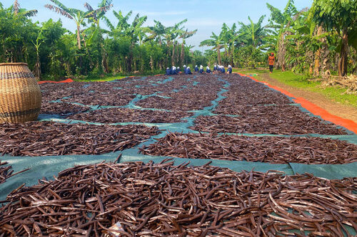 Vanilla pods bean exporters Uganda 1 Vanilla pods bean exporters Uganda