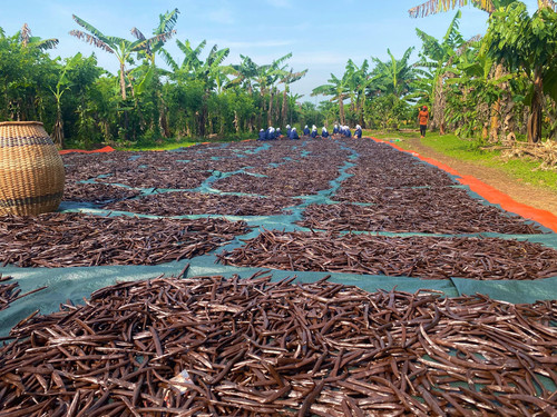 Vanilla pods bean exporters Uganda 1 Vanilla pods bean exporters Uganda