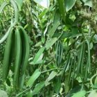 Vanilla pods bean exporters Uganda