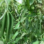 Vanilla pods bean exporters Uganda