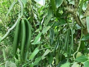 Vanilla pods for baking Uganda, Kampala, and East Africa.