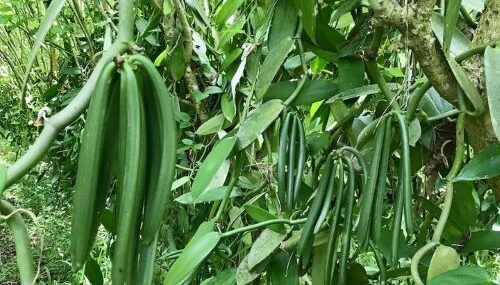 Vanilla pods bean exporters Uganda