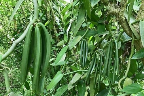 Vanilla pods bean exporters Uganda 3 Vanilla pods bean exporters Uganda