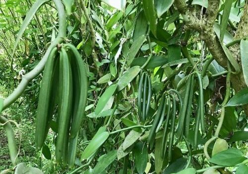 Vanilla pods bean exporters Uganda