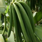 vanilla plantation in Kasese district