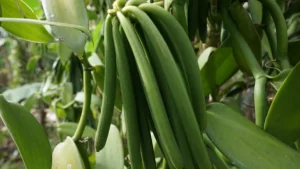  Best vanilla pod exporters in Uganda, Kampala, and East Africa.