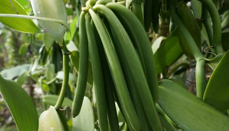 vanilla plantation in Kasese district