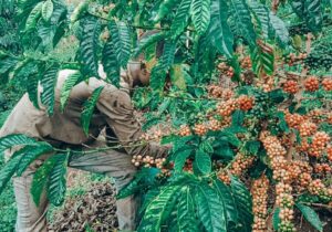 Coffee export services Uganda