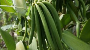Vanilla pods price Uganda, Kampala, and East Africa.