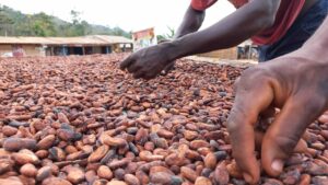 Buy cocoa beans Rwenzori, Kampala and East Africa.