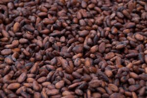 Organic certified cocoa Rwenzori, Kampala and East Africa.
