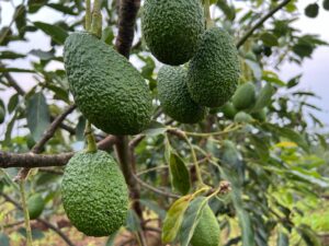 Uganda avocado expert suppliers
