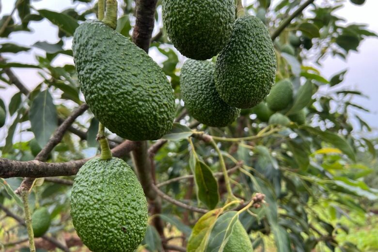 Avocado Suppliers in Uganda Avocado Suppliers in Uganda