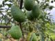 Avocado Suppliers in Uganda