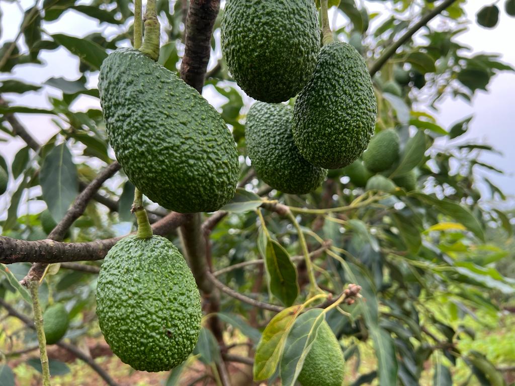 Avocado Suppliers in Uganda Avocado Suppliers in Uganda