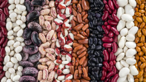 Bean Suppliers in Uganda