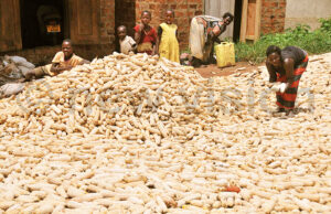Maize Dealers in Uganda
